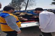 دامپزشکی آبیک خودروی حامل دامهای سربری شده غیر مجاز را توقیف کرد